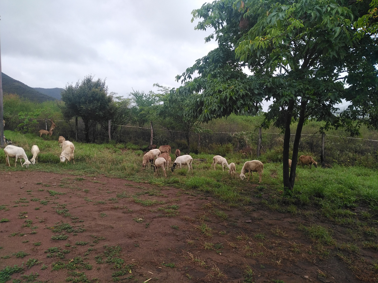 Finca, En Venta, En Guatati, Nueva Esparta, Isla de Margarita, 30.516,12 mts2, 3 Habitaciones y 5 Baños - Imagen 8