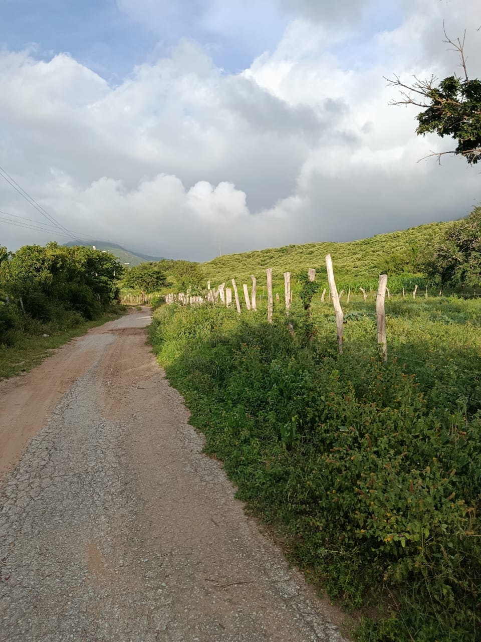 Terreno con Finca, En Venta, En Pedro González, Nueva Esparta, Isla de Margarita, 50000 MT2 - Imagen 2