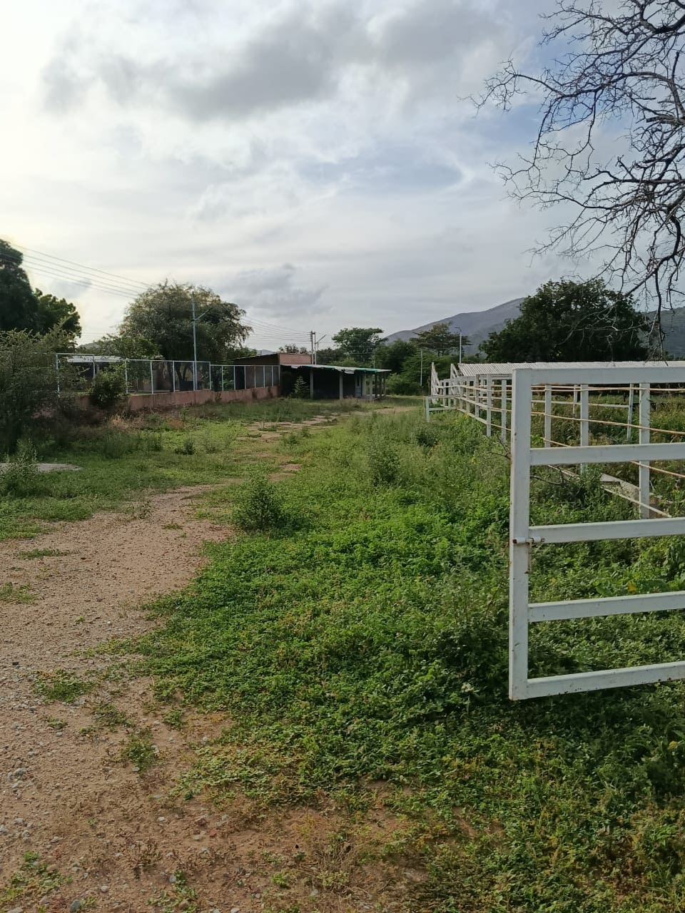 Terreno con Finca, En Venta, En Pedro González, Nueva Esparta, Isla de Margarita, 50000 MT2 - Imagen 16