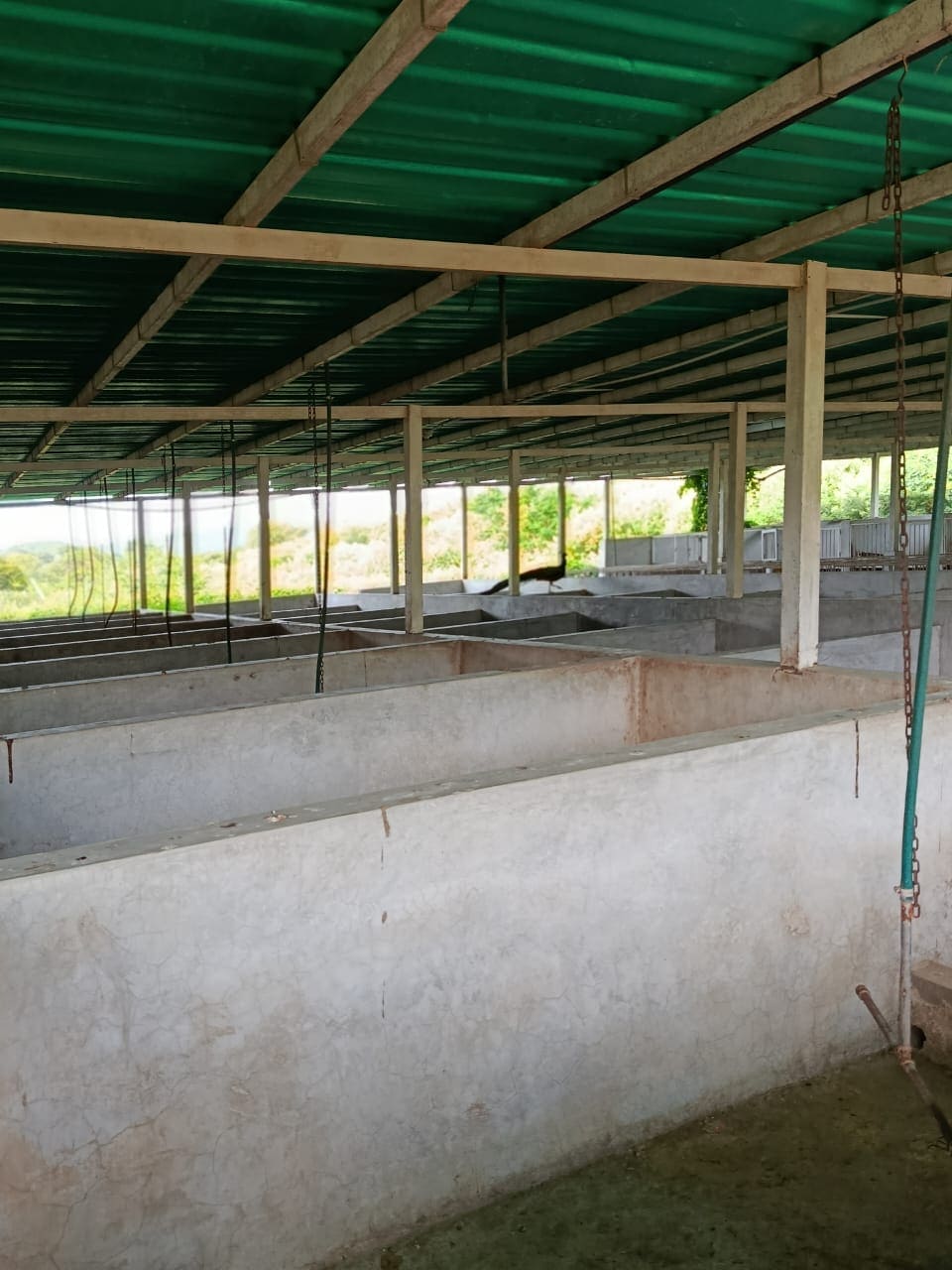 Terreno con Finca, En Venta, En Pedro González, Nueva Esparta, Isla de Margarita, 50000 MT2 - Imagen 18