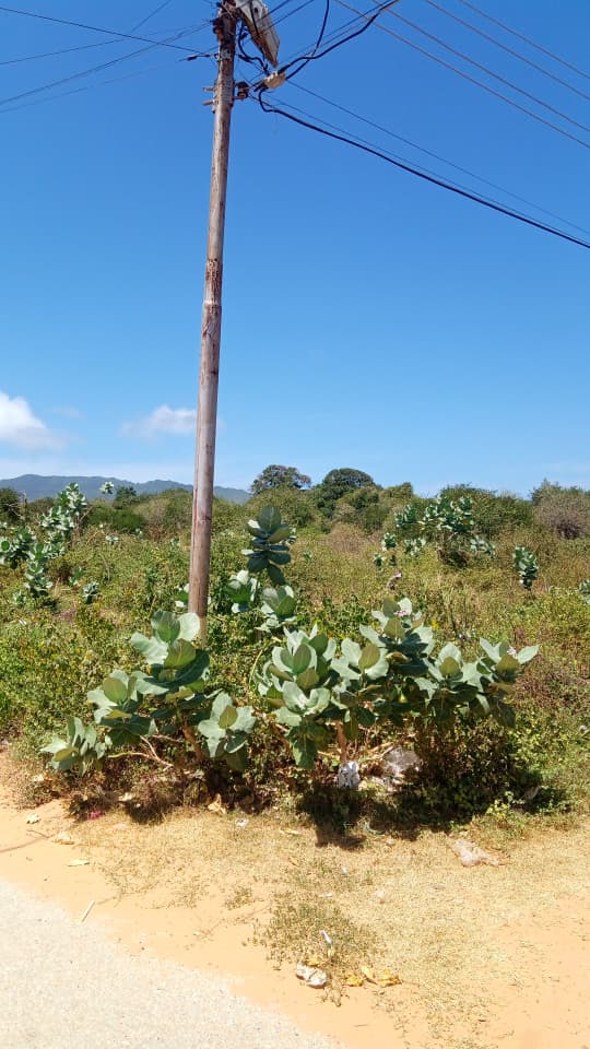 Terreno, En Venta, En El Tirano, Nueva Esparta, Isla de Margarita, 592,94 mt2 - Imagen 12