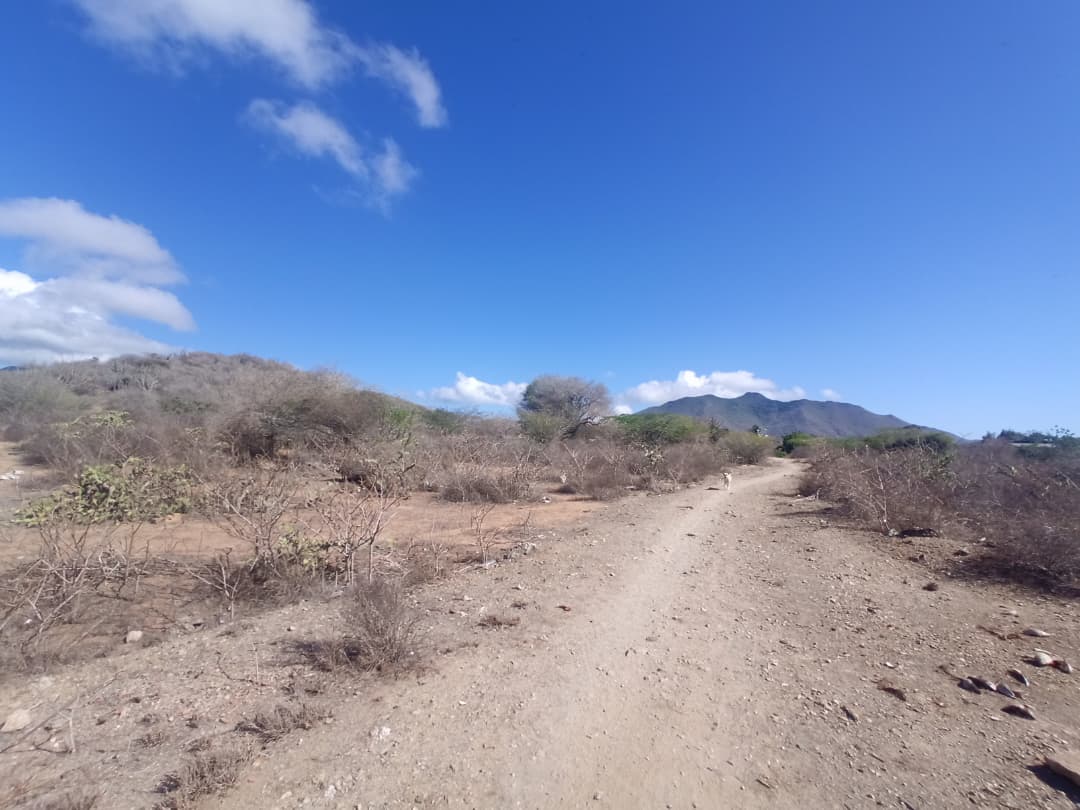 Terreno, En Venta, En Caserio Ruiz, Los Chacos, Nueva Esparta, Isla de Margarita, 6500,46 mt2